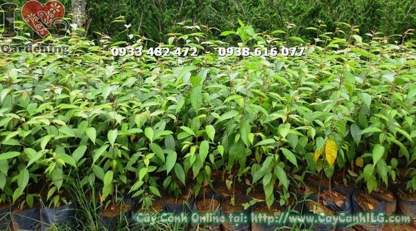 Cây mai anh đào trồng hàng loạt cảnh quan dự án