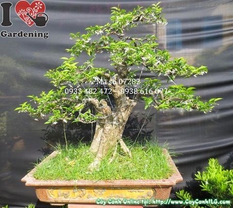 Cây mai chiếu thủy bonsai 90cm nhìn chính diện tại ILG