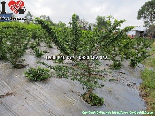 Cây mai chiếu thủy giống mới cao 50cm Ms 24076 nhìn toàn cảnh