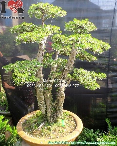 Cây mai chiếu thủy lá nhỏ bonsai cổ thụ chi tiết cành lá và rễ nổi