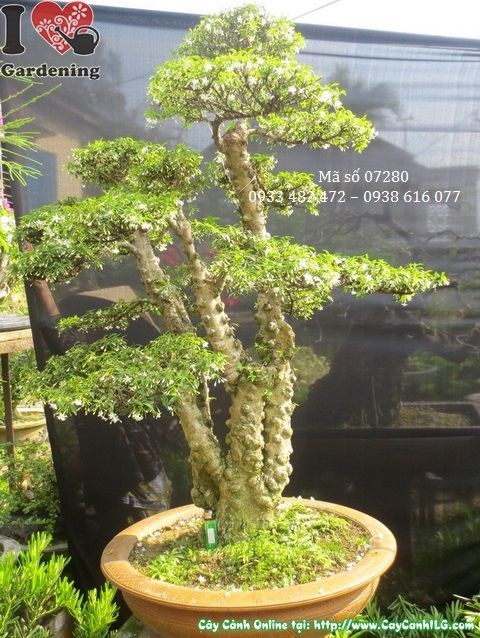 Cây mai chiếu thủy lá nhỏ bonsai nhìn từ mặt sau thấy rõ bộ rễ và thân