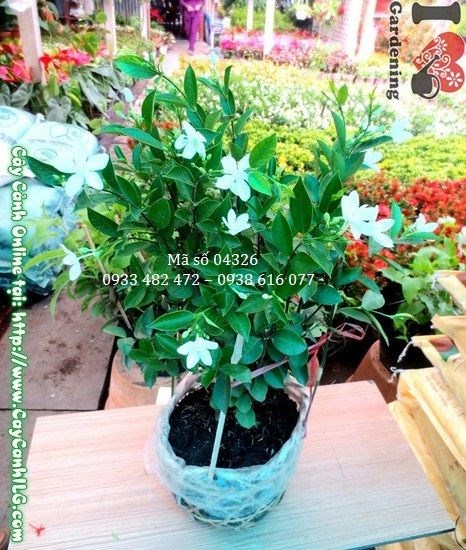 Cây mai chỉ thiên 45cm quả xanh đỏ đan xen