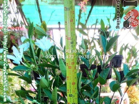 Cây mai chỉ thiên 45cm dáng đẹp rực rỡ màu sắc