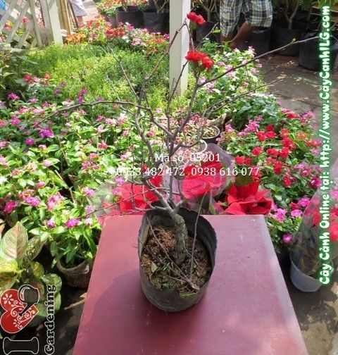 Hoa Mai Đào Đà Lạt đẹp rực rỡ dịp Tết