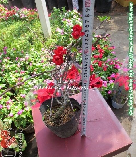 Lộ trình phát triển cây Mai Đào Đà Lạt