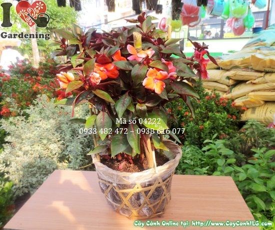 Hoa mai địa thảo vàng rực, nở liên tục quanh năm