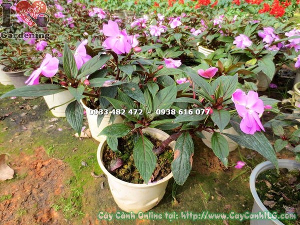 Cây mai địa thảo hoa tím cao 20cm – thích hợp trồng thảm cảnh quan