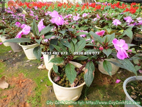Cây mai địa thảo hoa tím cao 20cm – sắc tím dịu dàng tại vườn ILG