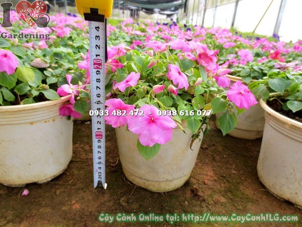 Dịch vụ vận chuyển cây mai địa thảo hồng toàn quốc