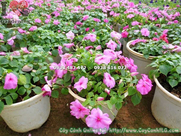 Cây mai địa thảo hồng 15cm – phù hợp trồng thảm hoa cảnh quan