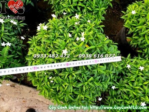 Cây mai tiểu thư tán đẹp tại vườn ILG TP.HCM