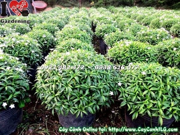 Cây mai tiểu thư giống nhỏ tại vườn ILG