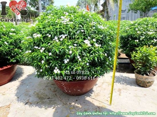 Chi tiết hoa và lá cây mai tiểu thư cắt tròn lớn 60cm tán 80cm