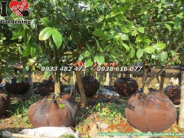 Cây mai tứ quý tạo dáng đẹp – cây công trình