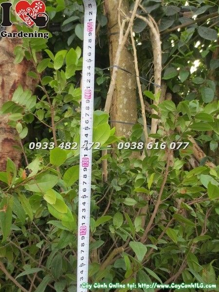 Cây mai tứ quý trồng cảnh quan công trình – tán đẹp, hoa đỏ