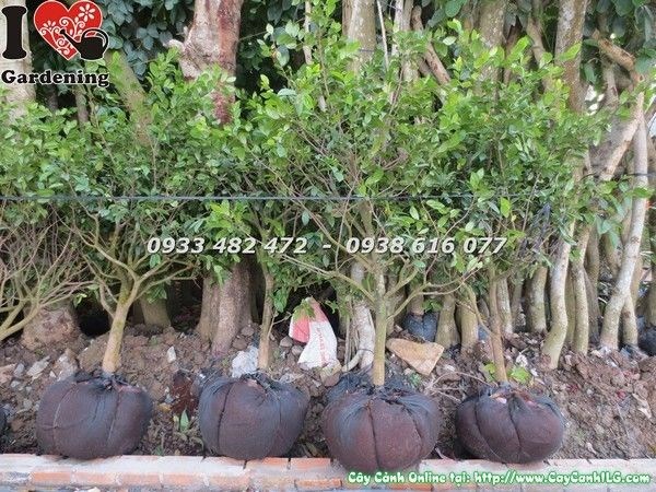 Cây mai tứ quý nở hoa đỏ rực rỡ – cảnh quan công trình