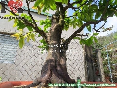 Cây mai vàng bonsai 1m2 MS 07295 – toàn cảnh cây