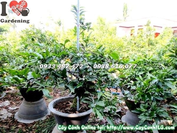 Hoa mai vàng nở rộ đúng dịp Tết