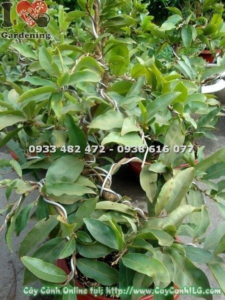 Hoa mai vàng nở rực rỡ cây 65cm Ms 19742