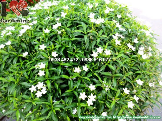 Hoa mai vạn phúc trắng tinh khôi 5 cánh – cây cao 50cm tán 70cm