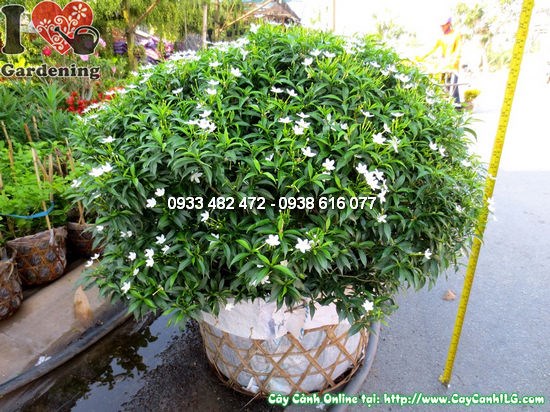 Cây mai vạn phúc 50cm trồng trang trí sân vườn – phong thủy may mắn
