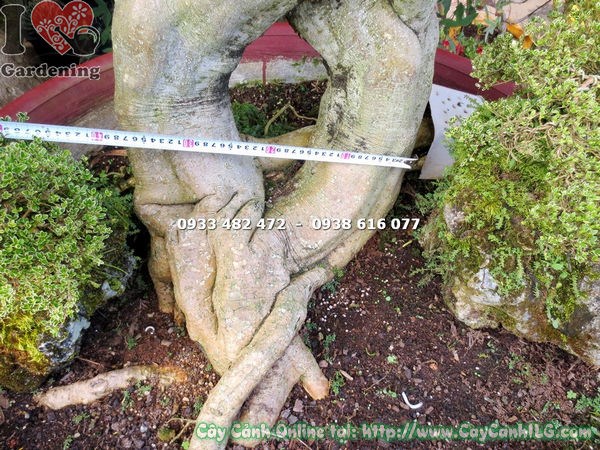 cây mai xanh bonsai cao 1.7m dáng đẹp Ms 13320