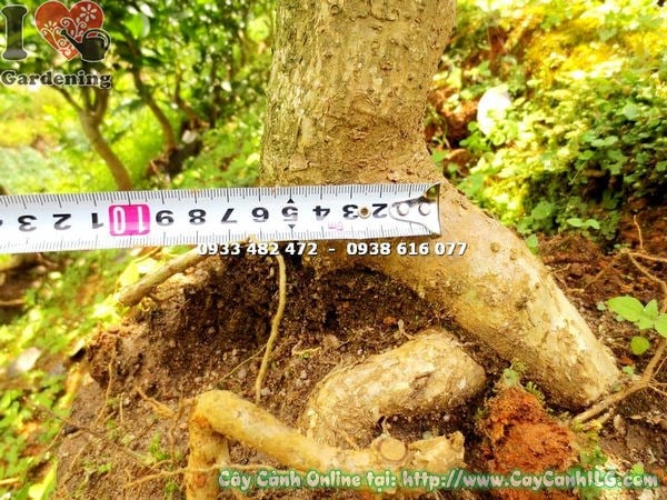 Chi tiết gốc và lá cây mai xanh gốc lớn