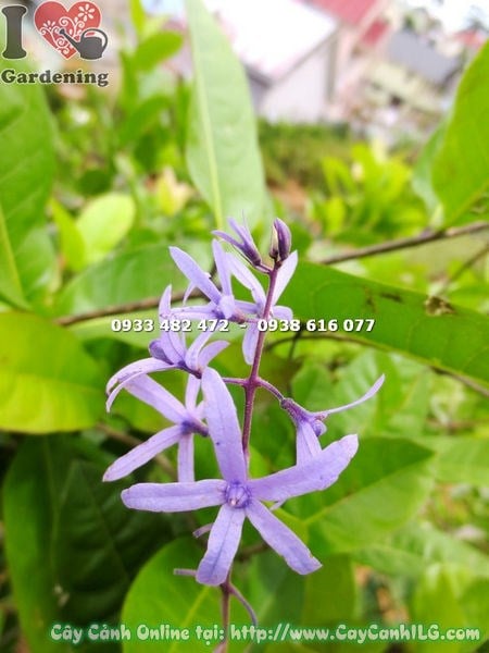 Mai xanh ra hoa vàng rực dịp Tết Nguyên Đán