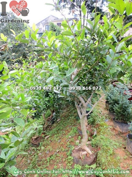 Cây mai xanh đẹp trong không gian cảnh quan chuyên nghiệp