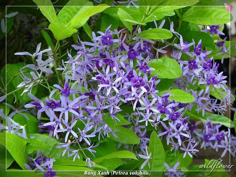 Hoa mai xanh vàng rực rỡ nở dịp Tết