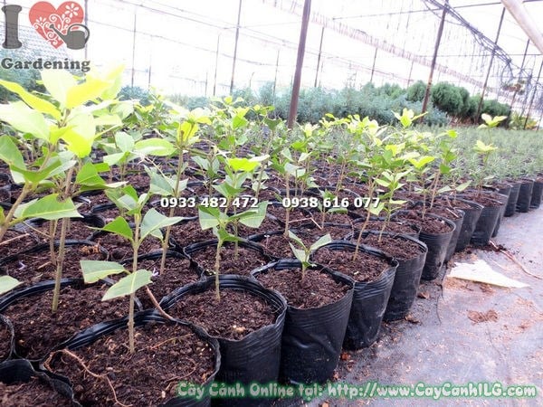 Hoa mai xanh nở rộ màu lam tím đẹp mắt