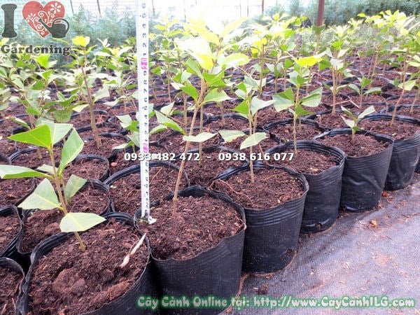 Chi tiết hoa mai xanh màu lam tím nở từng chùm đẹp