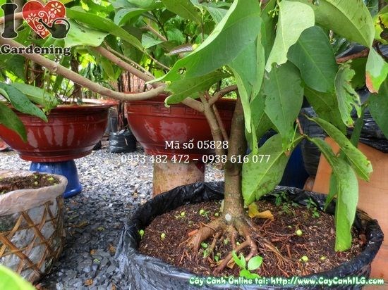 Cây mận có hoa và trái cao 1,3m – Ms 05828