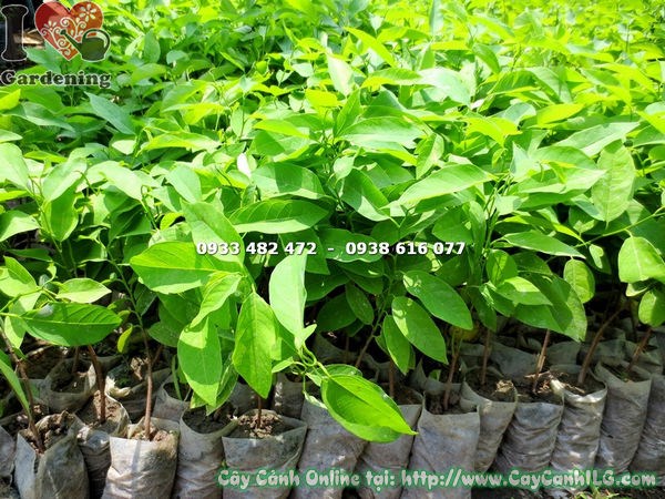 Cây mãng cầu giống cao 20cm tại vườn cây ILG
