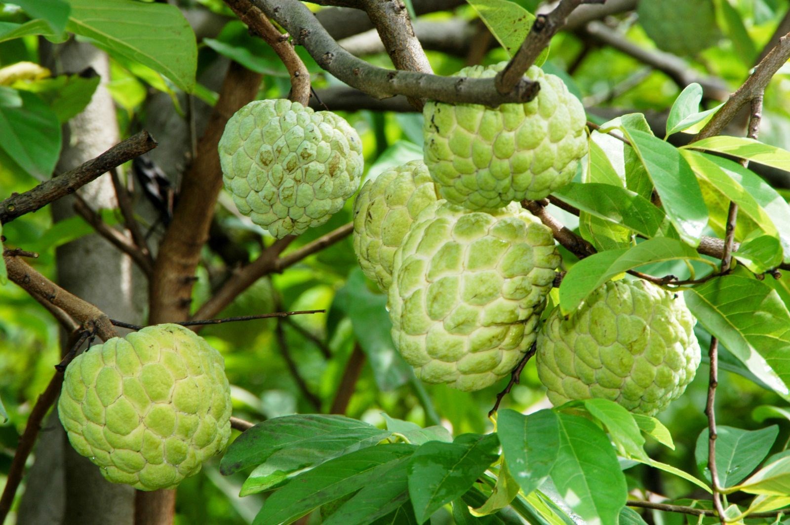 Quả mãng cầu ta chín mọng trên cây