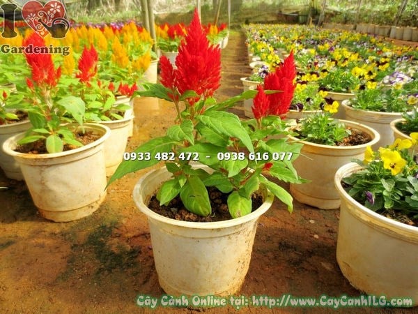 Cây mào gà mỹ hoa đỏ cao 15cm – sắc đỏ rực rỡ nổi bật