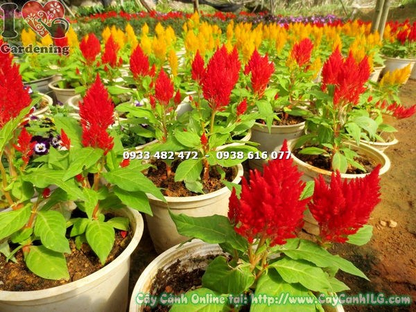 Cây mào gà mỹ hoa đỏ cao 15cm – lý do lựa chọn