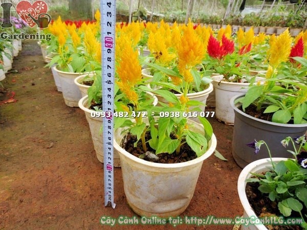 Cây mào gà mỹ hoa vàng - ứng dụng trang trí cảnh quan