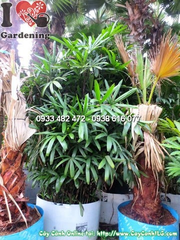Cây mật cật cao 3m lá xanh tươi tốt trang trí sảnh công trình