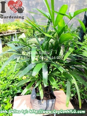 Cây mật cật ứng dụng cảnh quan công trình lớn
