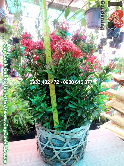 Hoa cây mẫu đơn đỏ nở rực rỡ