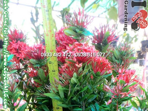 Cây mẫu đơn đỏ cao 40cm khỏe mạnh