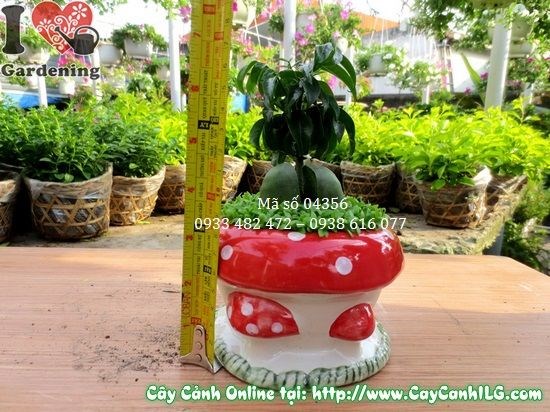 Cây may mắn cẩm thạch 10cm ý nghĩa phong thủy tài lộc