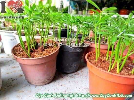 cây may mắn vạn niên cao 10cm – chậu tiểu cảnh phong thủy đẹp