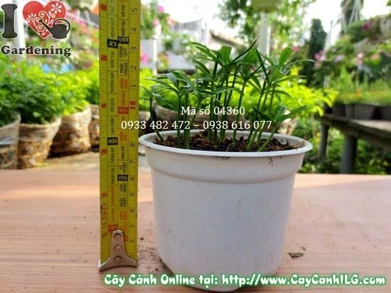 cây may mắn vạn niên – chăm sóc và trang trí nội thất