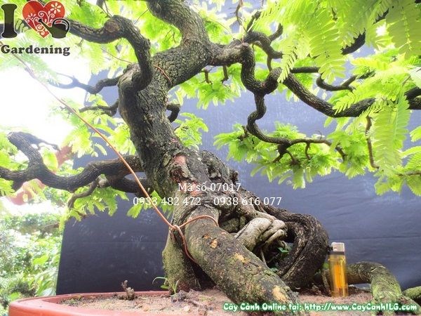 Cây me bonsai già dáng đẹp cao 1m hoành 41cm Ms 07017 - mặt chính diện 5