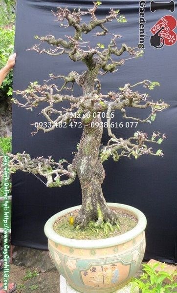 Cây me bonsai già dáng trực gốc to hoành 47cm