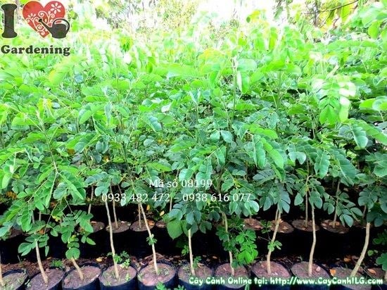 Cây me tây giống cao 1,4m — tán lá xanh rậm