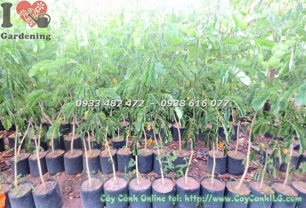 Cây me tây giống cao 1m2 — kích thước chuẩn để trồng mới