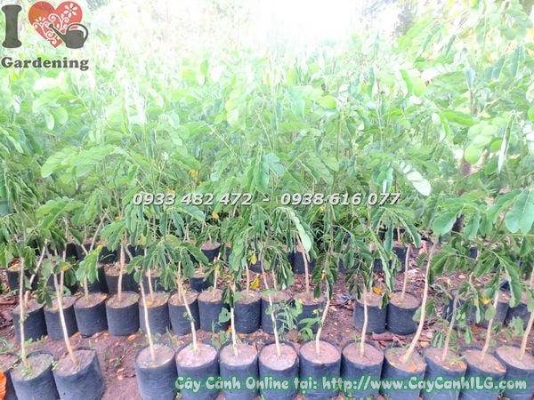 Cây me tây giống cao 1m2 — nhân giống và trồng mới